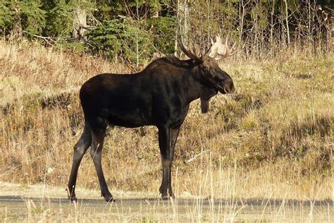 Moose charges, headbutts and stomps on woman walking her dog on Colorado trail